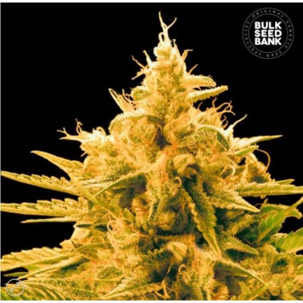 Bulk Seed Bank, Ananas Funk, marihuana samen