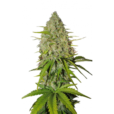 Fastbuds 420, Mexican Airlines Auto, marihuana seeds Fastbuds 420, Mexican Airlines Auto, marihuana seeds