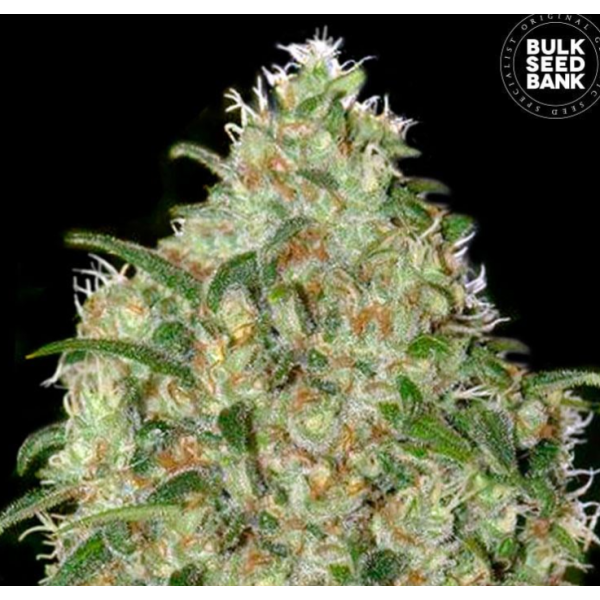 Bulk Seedbank Amnesia Platinum, nasiona konopi