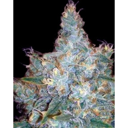 Bulk Seedbank Ananas Funk marihuana seeds Bulk Seedbank Ananas Funk marihuana seeds