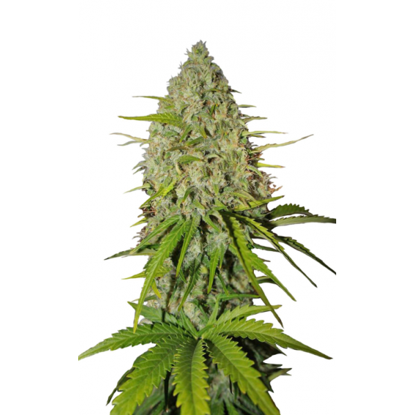 Fastbuds 420,  Cream Cookies Auto, marihuana samen