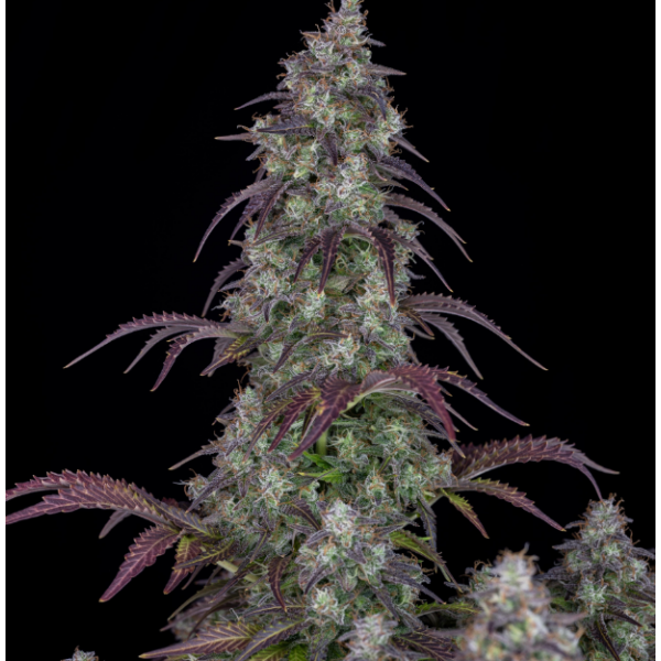 Fastbuds 420, Lemon Pie, nasiona konopi