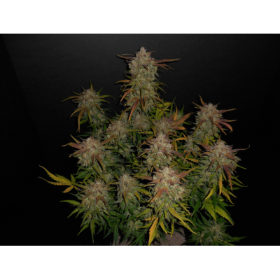 Fastbuds 420, Lemon AK, nasiona marihuany