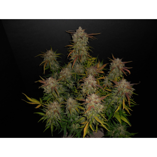 Fastbuds 420, Lemon AK, nasiona konopi