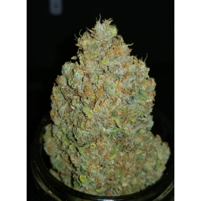 Fastbuds 420, Zkittlez Auto, nasiona marihuany