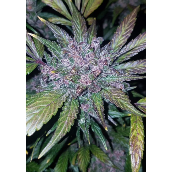 Fastbuds 420, LSD-25 Auto, nasiona konopi
