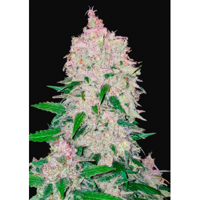 Fastbuds 420, Stardawg Auto, nasiona marihuany