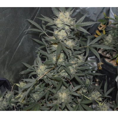 Fastbuds 420, Girl Scout Cookies Auto, nasiona marihuany Fastbuds 420, Girl Scout Cookies Auto, nasiona marihuany