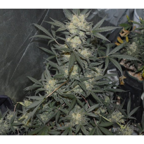 Fastbuds 420, Girl Scout Cookies Auto, marihuana samen