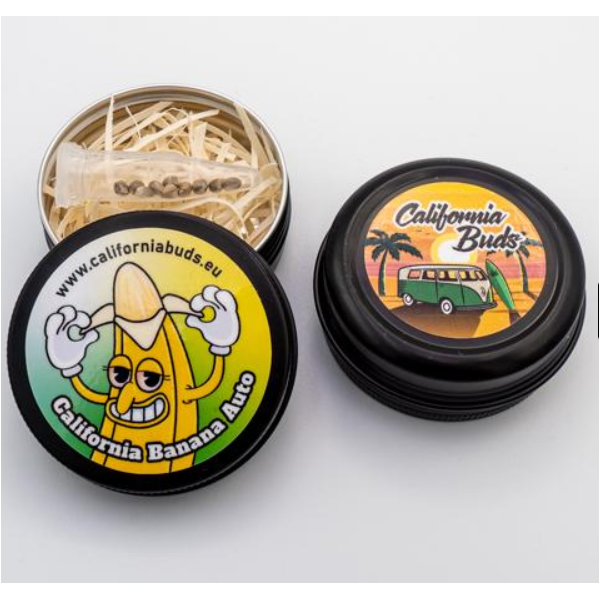 California Buds, California Runtz Auto, nasiona konopi