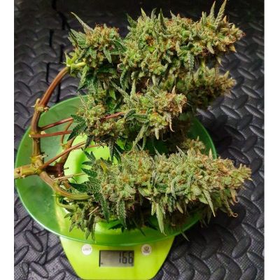 Fastbud, California OG Banner Auto, marihuana seeds