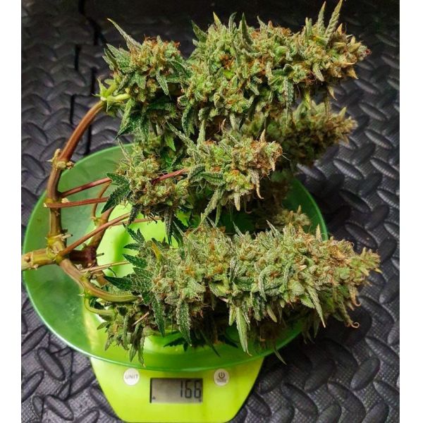 Fastbud, California OG Banner Auto, marihuana samen