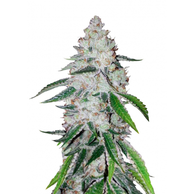 Fastbuds 420, Forbidden Runtz Auto, marihuana seeds Fastbuds 420, Forbidden Runtz Auto, marihuana seeds