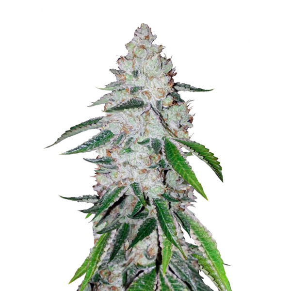 Fastbuds 420, Forbidden Runtz Auto, marihuana seeds