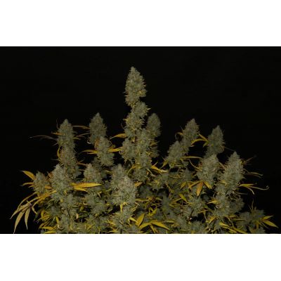 Fastbuds 420, Gelato Auto, nasiona konopi