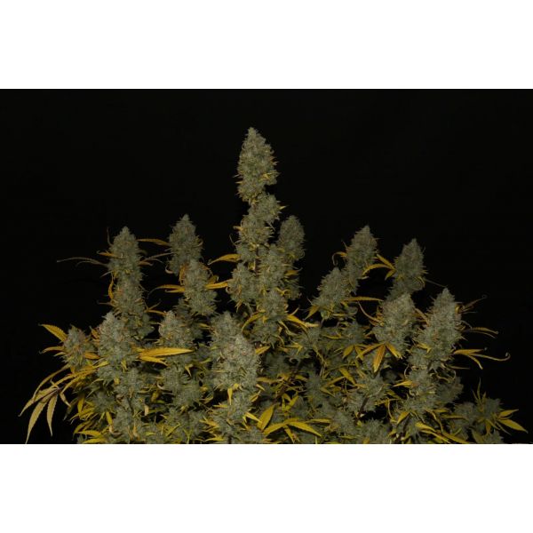 Fastbuds 420, Gelato Auto, nasiona konopi