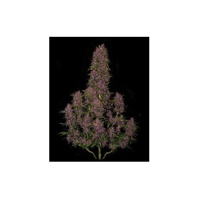 Fastbuds 420, Crystal Meth Auto, nasiona konopi Fastbuds 420, Crystal Meth Auto, nasiona konopi