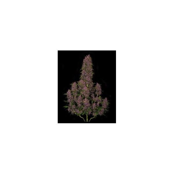 Fastbuds 420, Crystal Meth Auto, nasiona konopi