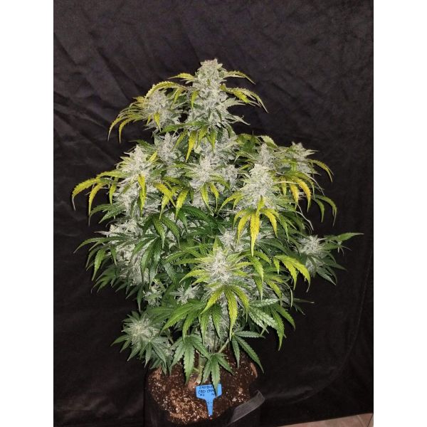 Fastbud, CBD Auto 1:1 CBD Crack, marihuana samen