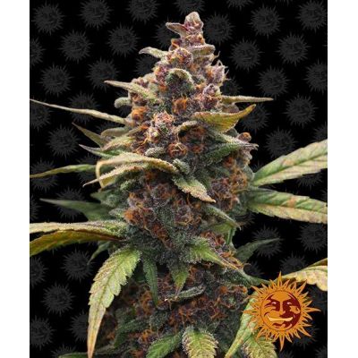 Acapulco Gold, Barney's Farm, nasiona konopi Acapulco Gold, Barney's Farm, nasiona konopi