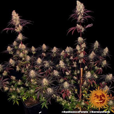 Acapulco Gold, Barney's Farm, nasiona konopi Acapulco Gold, Barney's Farm, nasiona konopi