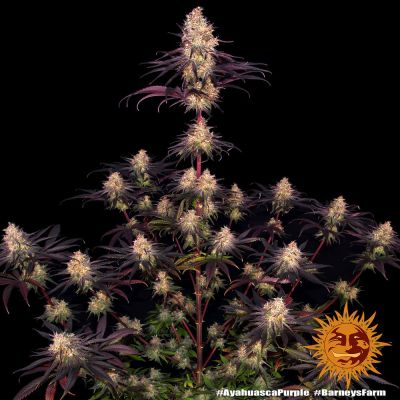 Acapulco Gold, Barney's Farm, nasiona konopi Acapulco Gold, Barney's Farm, nasiona konopi