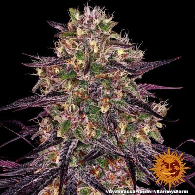Acapulco Gold, Barney's Farm, nasiona konopi Acapulco Gold, Barney's Farm, nasiona konopi