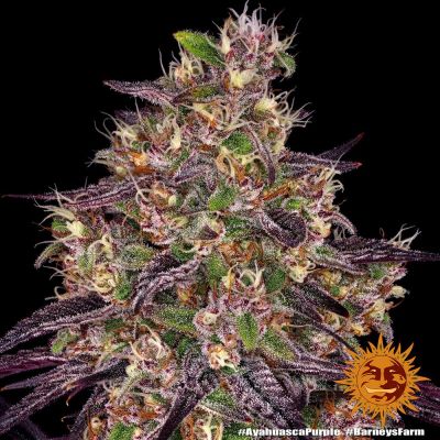 Acapulco Gold, Barney's Farm, nasiona konopi Acapulco Gold, Barney's Farm, nasiona konopi