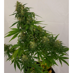 Royal Queen Seeds Royal AK Auto (AK-47 Auto), marijuana seeds