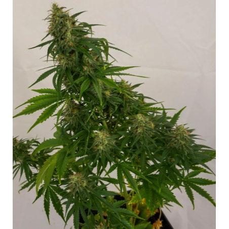 Royal Queen Seeds Royal AK Auto AK-47 Auto, nasiona konopi