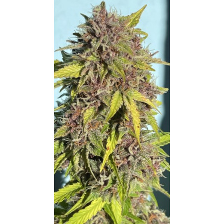60 Day Grapefruit 10 pieces