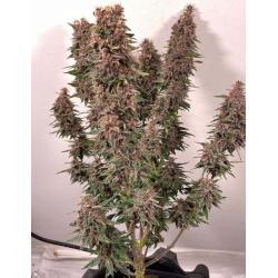 Auto Purple Haze nasiona marihuany Auto Purple Haze nasiona marihuany