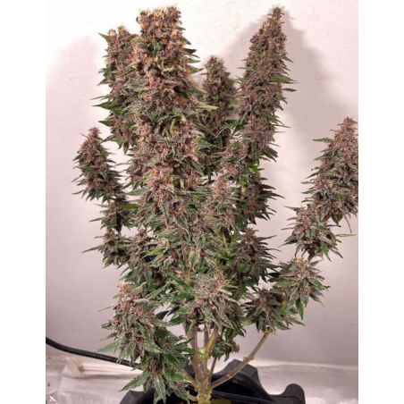 Auto Purple Haze nasiona konopi