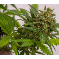 Auto BigBud nasiona Marihuany