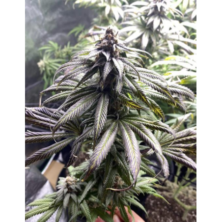 Early Chemdog marihuana seeds