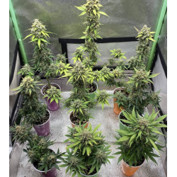 Amsterdam Haze marihuana seeds