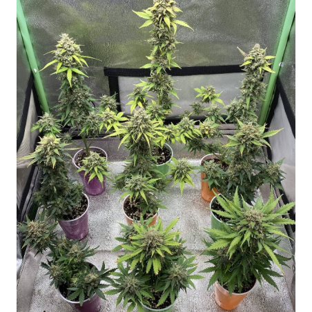 Jack Herer Auto AK 2.0 Marihuana Samen