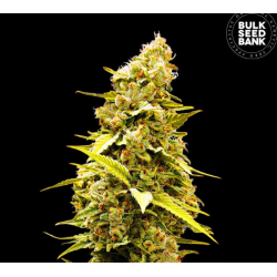 Banana Monkey marihuana seeds Banana Monkey marihuana seeds