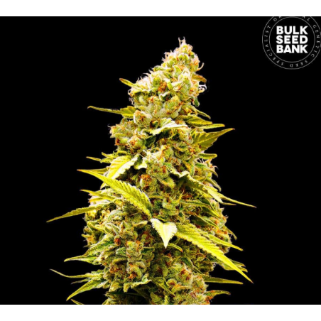 Auto Banana Monkey Marihuana Samen