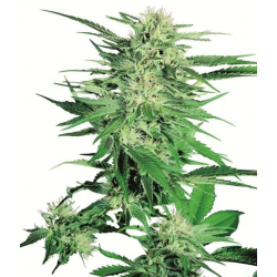 Big Bud nasiona marihuany Big Bud nasiona marihuany