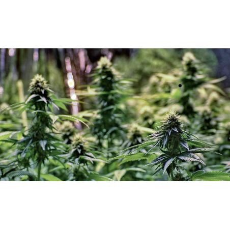 Amsterdam Haze Marihuana Samen