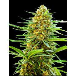 Auto Banana Monkey nasiona marihuany