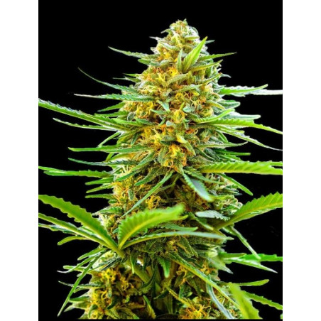 Auto Banana Monkey Marihuana Samen