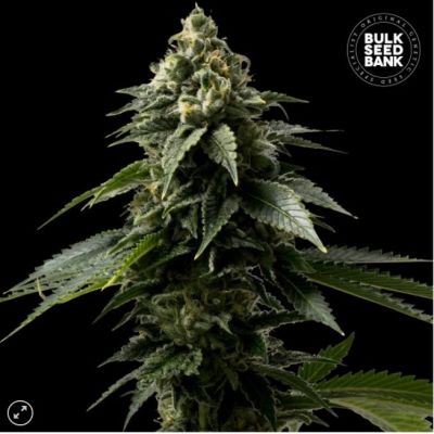 Bulk Seedbank Coffee Rocket, marihuana samen Bulk Seedbank Coffee Rocket, marihuana samen