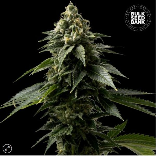 Bulk Seedbank Coffee Rocket, marihuana samen