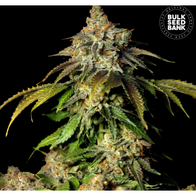 Bulk Seedbank Auto Bruce Banner, marihuana seeds Bulk Seedbank Auto Bruce Banner, marihuana seeds