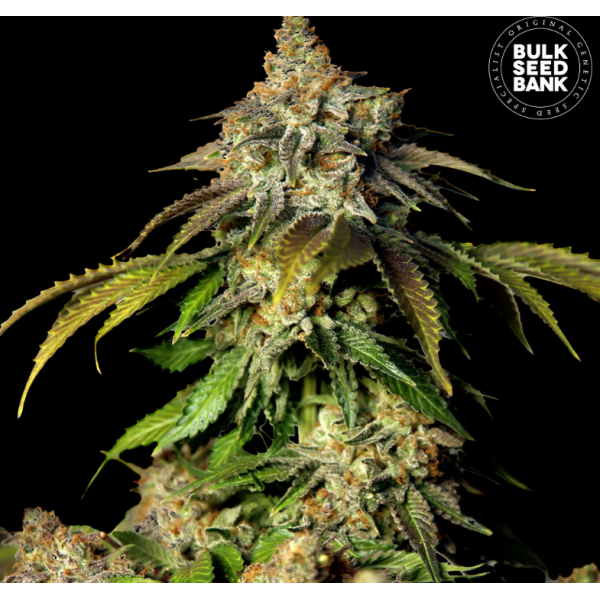 Bulk Seedbank Auto Bruce Banner, marihuana samen