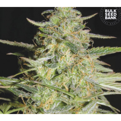 Bulk Seed Bank Auto Lowryder, nasiona marihuany