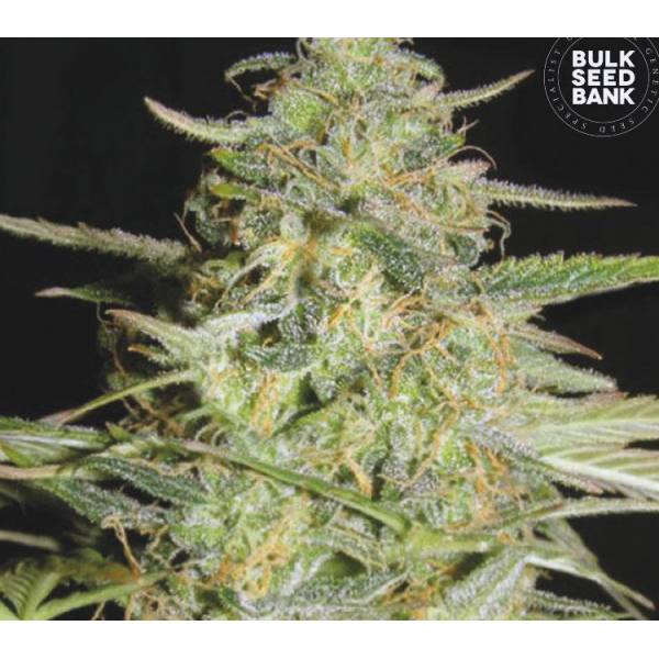Bulk Seed Bank Auto Lowryder, nasiona konopi