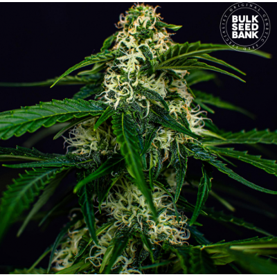 Bulk Seedbank Auto Watermelon Jam, marihuana samen